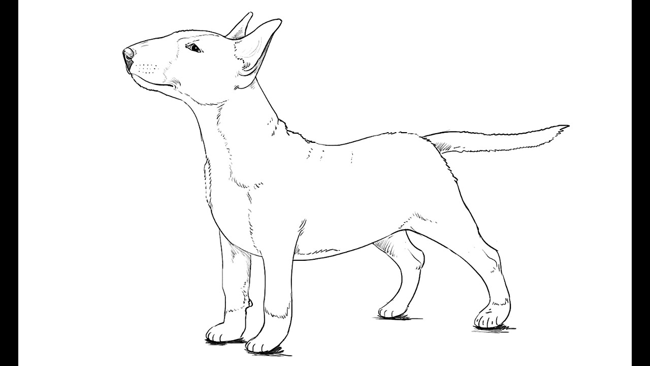 1280x720 How To Draw Bull Terrier Dog - English Bull Terrier Drawing