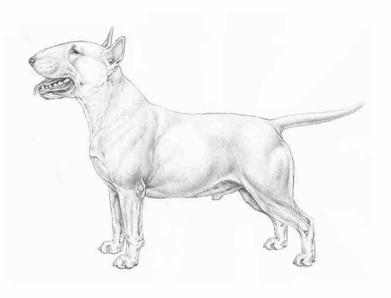 800x610 Miniature Bull Terrier Fci Standard - English Bull Terrier Drawing