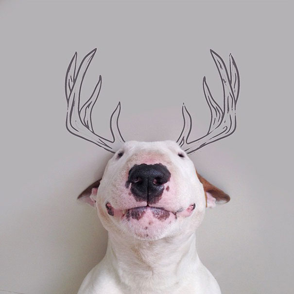 605x605 My Wife Left Me With Nothing But A Dog, So I Started This Fun - English Bull Terrier Drawing