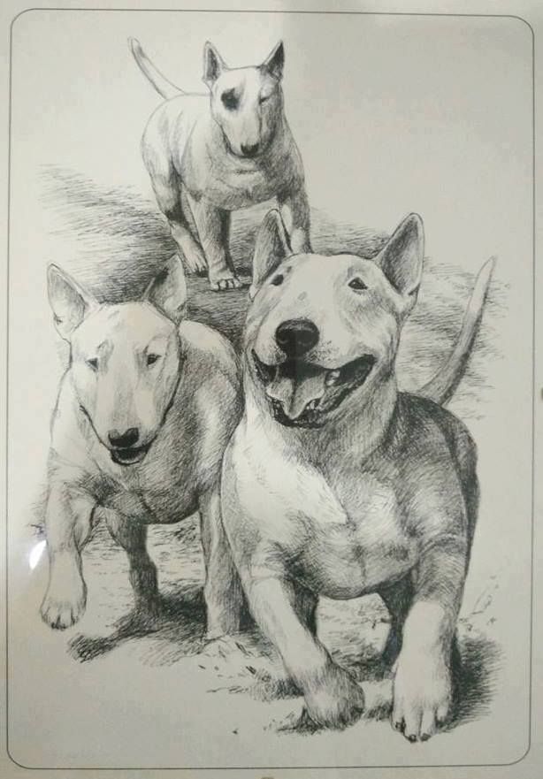 English Bull Terrier Drawing at Explore collection
