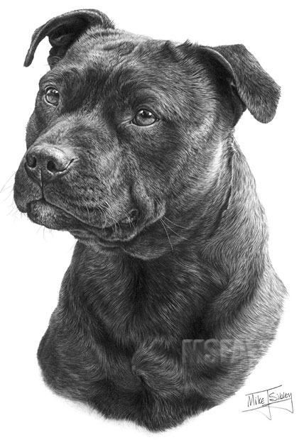 421x620 staffordshire bull terrier fine art dog print - English Bull Terrier Drawing