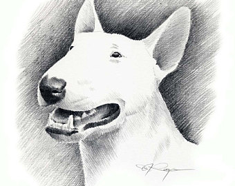 340x270 Bull Terrier Art Etsy - English Bull Terrier Drawing