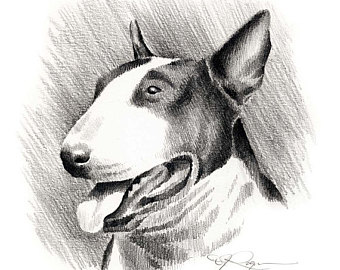 340x270 Bull Terrier Drawing Etsy - English Bull Terrier Drawing