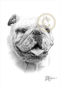 212x300 english bulldog dog pencil drawing print signed - English Bulldog Drawing