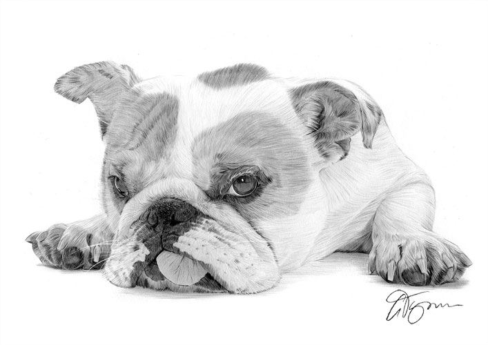 707x500 english bulldog puppy dog pencil drawing artwork size - English Bulldog Drawing
