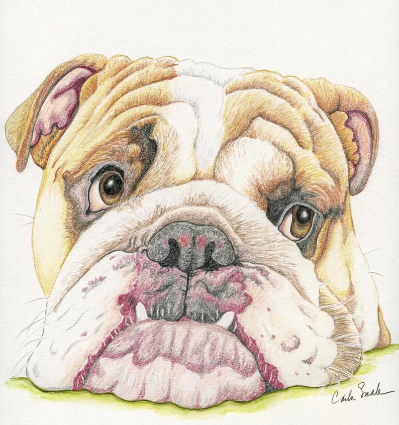794x846 english bulldog limited print from drawing dog art carla smale etsy - English Bulldog Drawing
