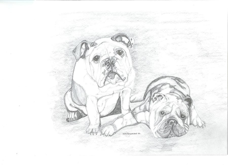 900x654 english bulldogs drawing - English Bulldog Drawing