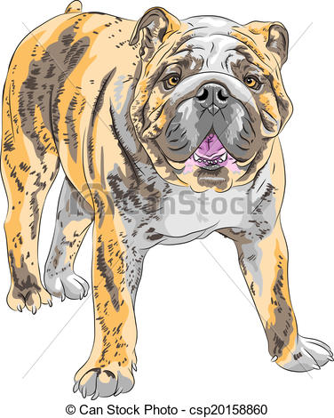 376x470 vector sketch dog english bulldog breed color sketch of the dog - English Bulldog Drawing
