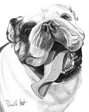 300x375 figurative - English Bulldog Drawing