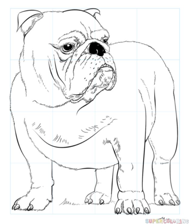 625x741 draw an english bulldog - English Bulldog Drawing