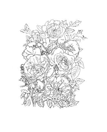 375x462 English Roses Drawing - English Rose Drawing