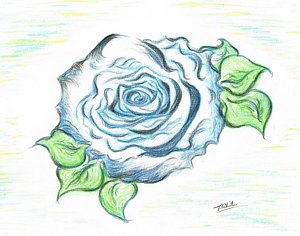 300x236 English Roses Drawings - English Rose Drawing