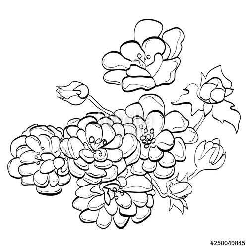 500x500 English Rose Drawing Vector Stock Image And Royalty Free Vector - English Rose Drawing