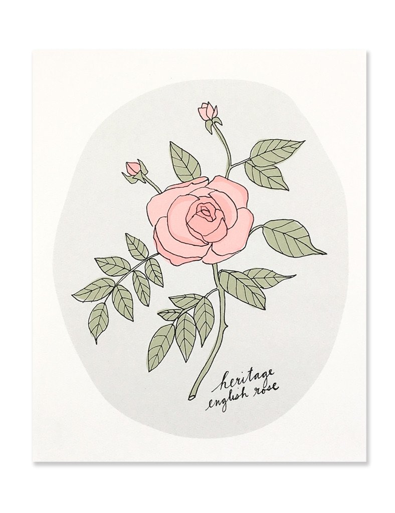 788x1024 heritage english rose art print hartlandbrooklyn - English Rose Drawing