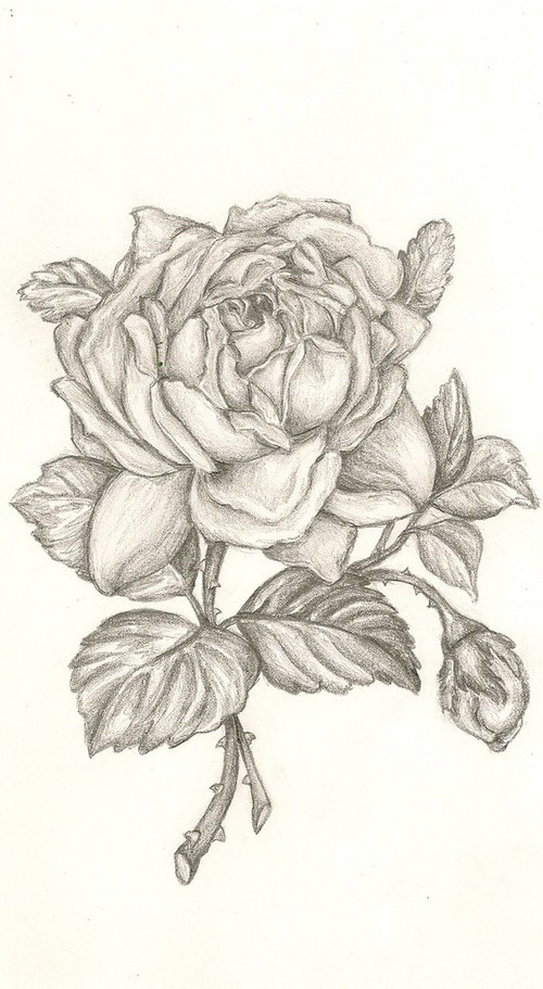 500x911 Image About Drawing - English Rose Drawing