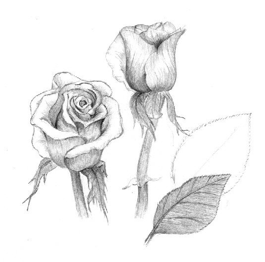 535x529 Rose Pencil Drawing - English Rose Drawing