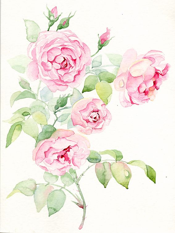 567x754 Watercolor English Roses On Behance Wallpapertextile Prints - English Rose Drawing