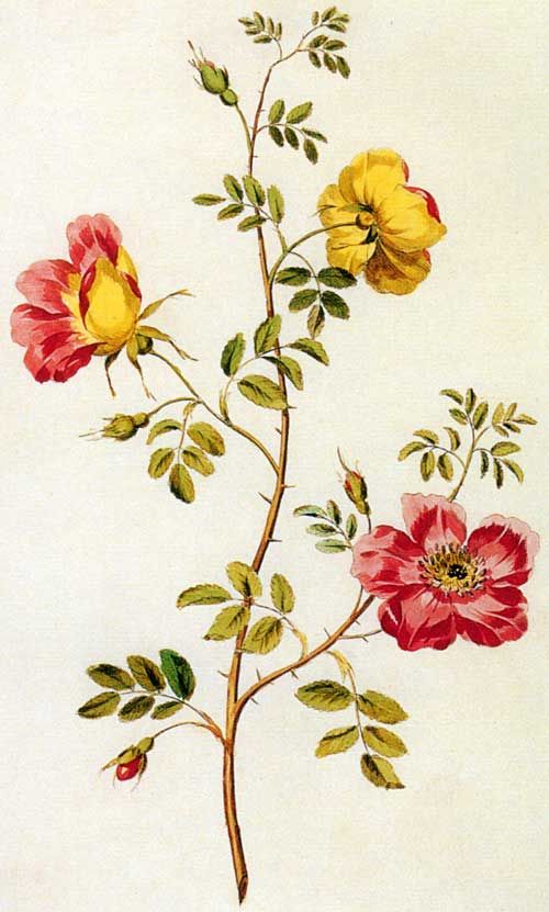 500x831 English Rose - English Rose Drawing