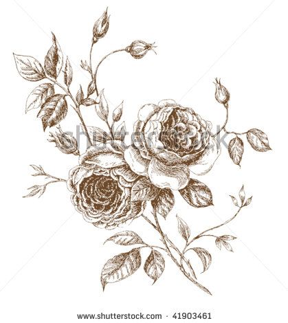 419x470 old styled vector rose trace of freehand drawing - English Rose Drawing