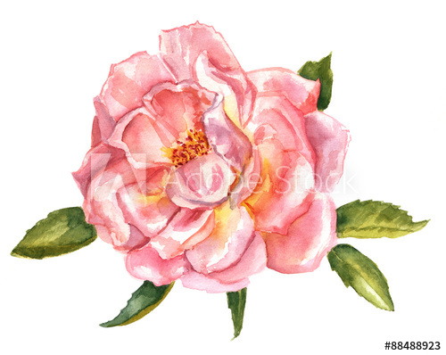 500x398 Vintage Style Watercolour Drawing Of A Pink English Rose - English Rose Drawing
