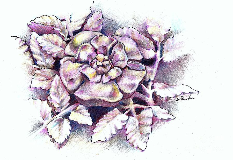 900x620 an english rose drawing - English Rose Drawing
