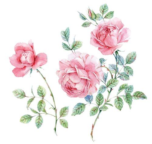 500x473 Decoupage International University Vk Roses - English Rose Drawing