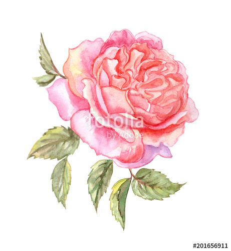 English Rose Drawing at PaintingValley.com | Explore collection of ...