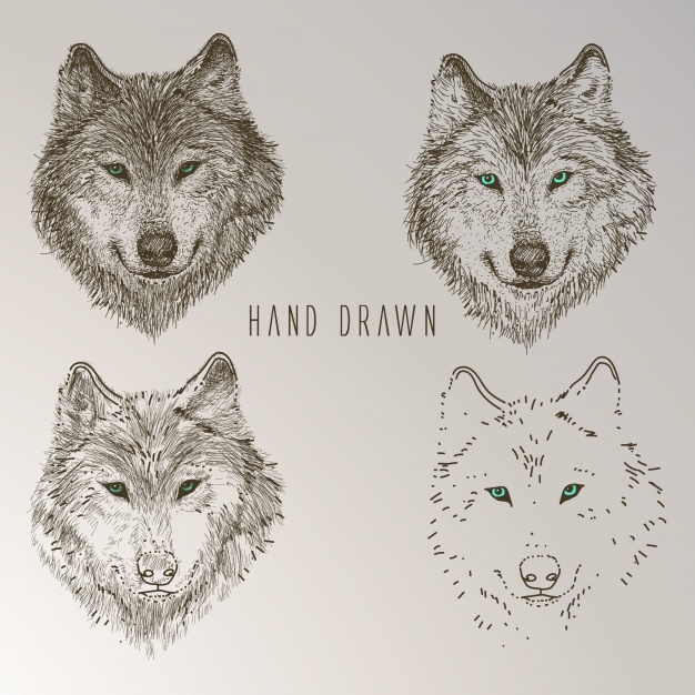 626x626 Wolf Vectors, Photos And Free Download - Epic Wolf Drawings