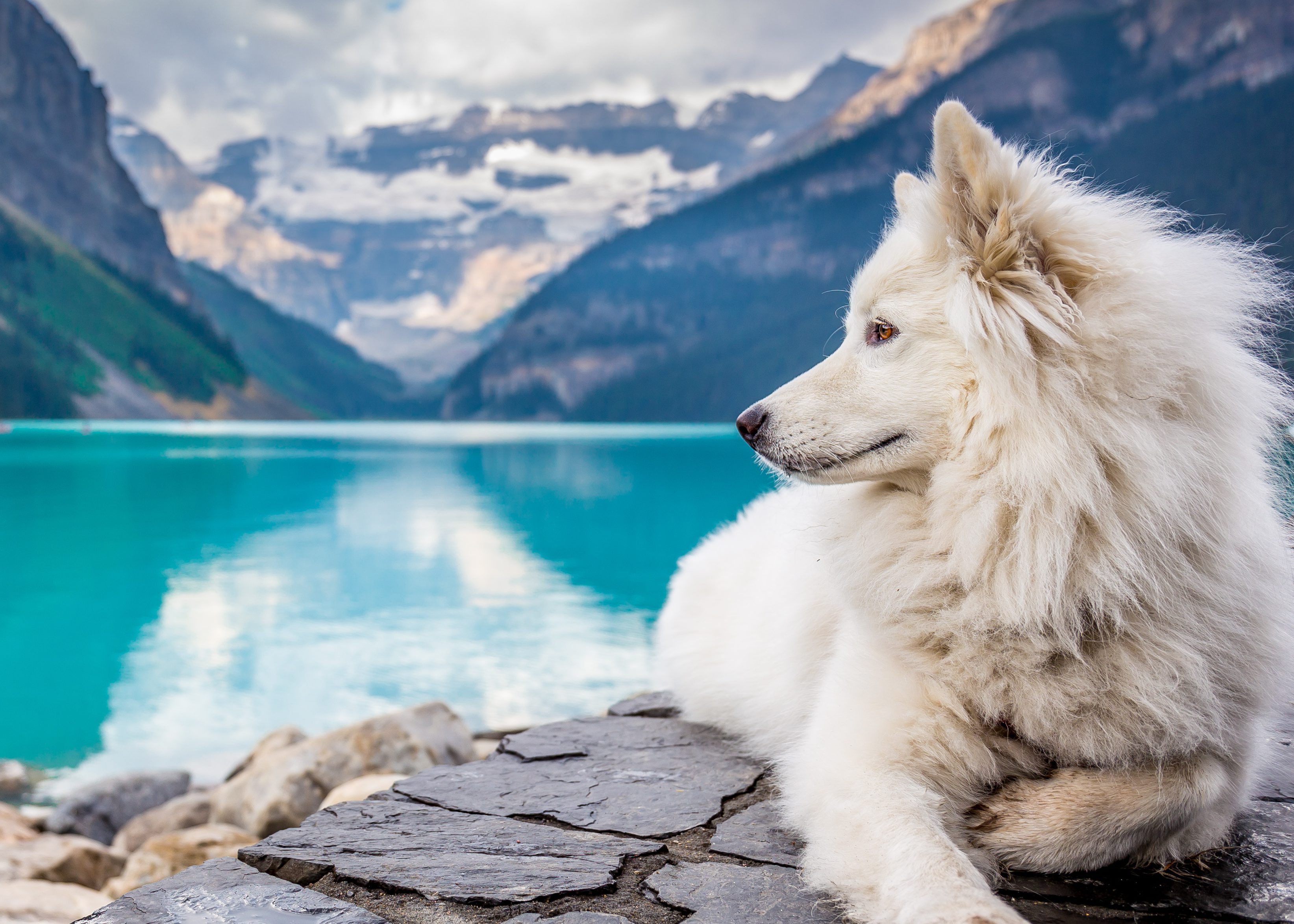 3287x2348 wolf names that sound mysterious and majestic thought catalog - Epic Wolf Drawings