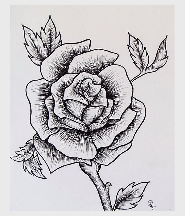 600x700 Drawings Of Roses Drawings Of Roses Free Format - Eps Drawing
