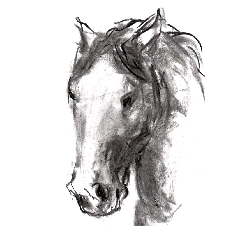 800x800 equestrian prints fine art prints diana hand equestrian art - Equestrian Drawings
