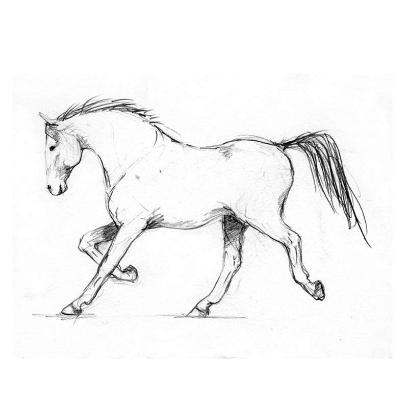 800x800 horse drawing learn how to draw horses diana hand equestrian art - Equestrian Drawings