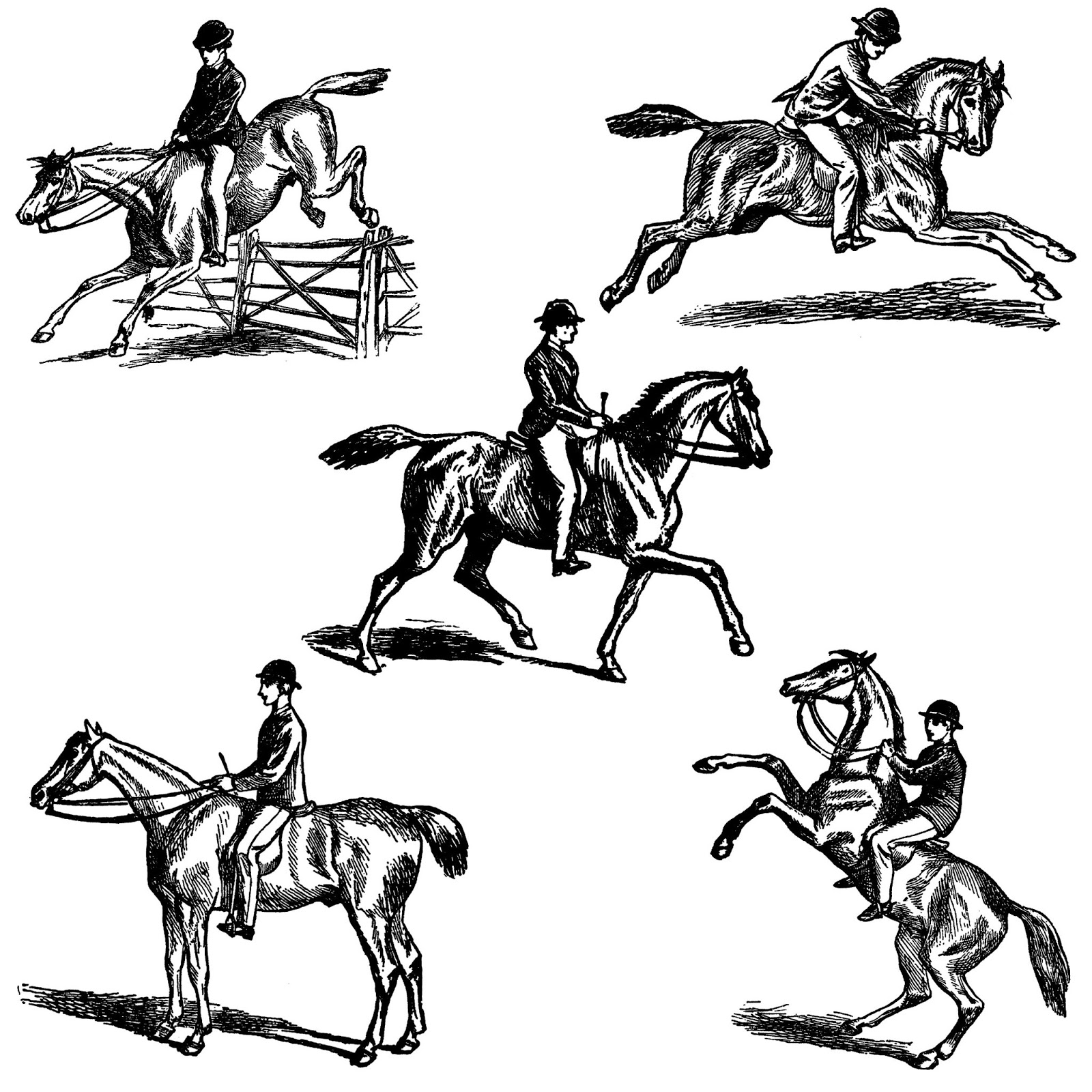 1600x1600 the graphics monarch equestrian horse riding clipart drawing - Equestrian Drawings
