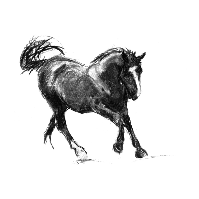 800x800 black horse equestrian black and white print - Equestrian Drawings
