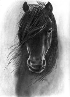 236x328 Horse Drawings, Horses Drawings, Drawings Horses, Charcoal - Equine Drawings