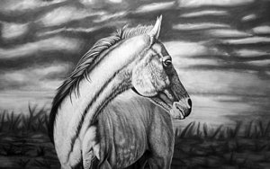 300x188 Horse Drawings Fine Art America - Equine Drawings