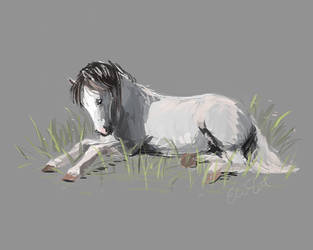 313x250 Equine Drawings Favourites - Equine Drawings