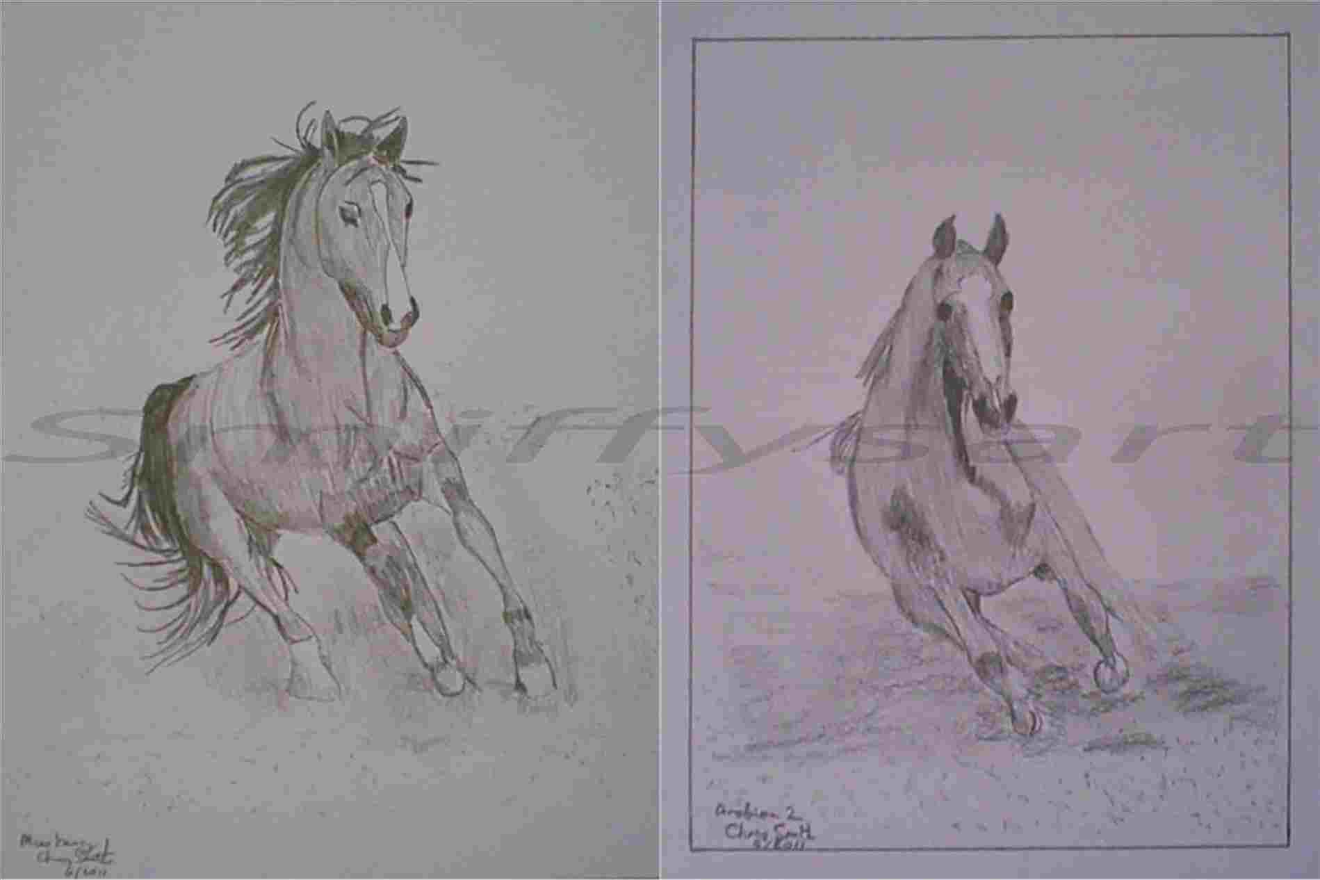 1899x1266 Equine Drawings Rhcom Caroline Drawing Pencil Sketch - Equine Drawings