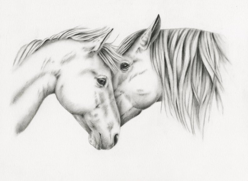 794x581 Charcoal Sketch Horse Drawing Giclee Print Charcoal Drawing Etsy - Equine Drawings