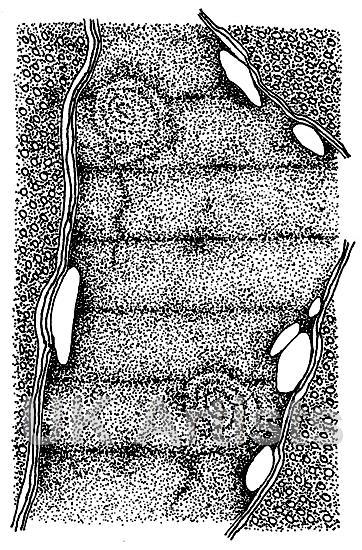 362x550 Estuary - Estuary Drawing