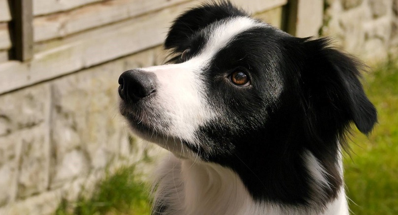 808x437 Drawing The Line In Clinical Treatment Of Companion Animals - Ethical Drawinging