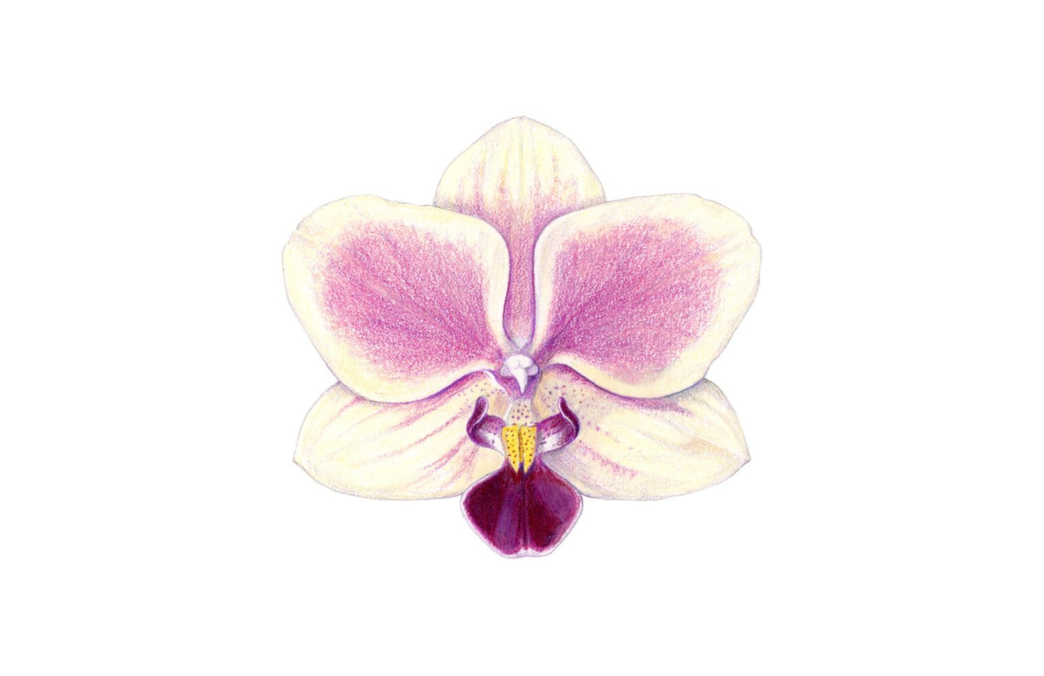 1500x971 pencil drawings of orchids orchid print orchid drawing colored - Etsy Drawings