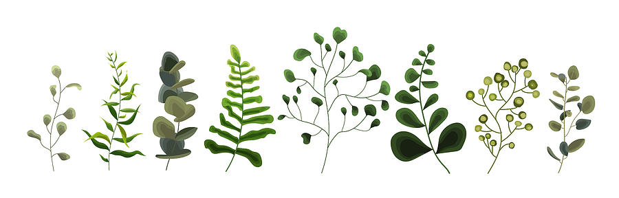 900x288 collection of greenery leaf plant forest herbs tropical eucalyptus - Eucalyptus Drawing