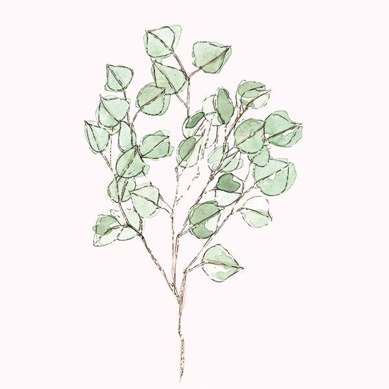 567x567 drawing of the week eucalyptus ella's place - Eucalyptus Drawing