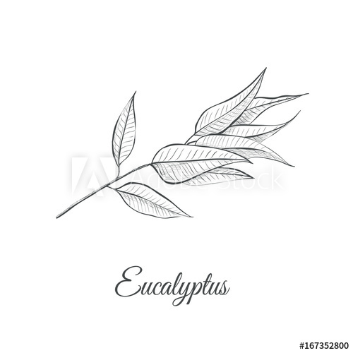 500x500 eucalyptus - Eucalyptus Drawing