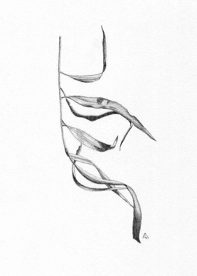 643x900 eucalyptus i drawing - Eucalyptus Drawing