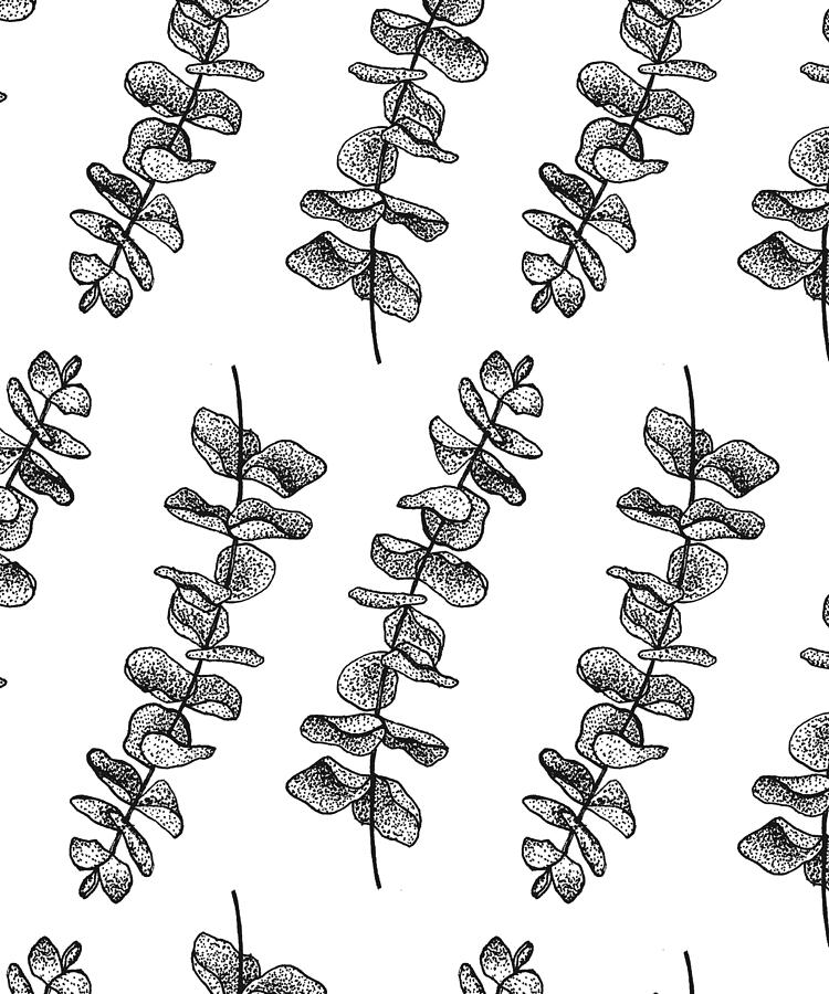 750x900 eucalyptus print drawing - Eucalyptus Drawing