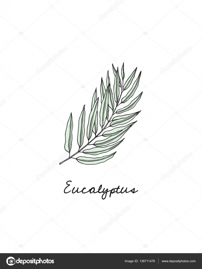 771x1024 eucalyptus drawing drawn for free download - Eucalyptus Drawing