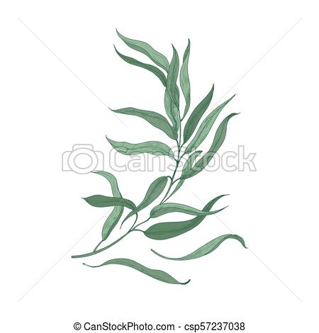 450x470 eucalyptus sprig with green leaves isolated on white background - Eucalyptus Drawing