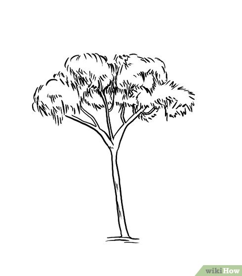 490x559 how to draw a gum tree steps - Eucalyptus Drawing